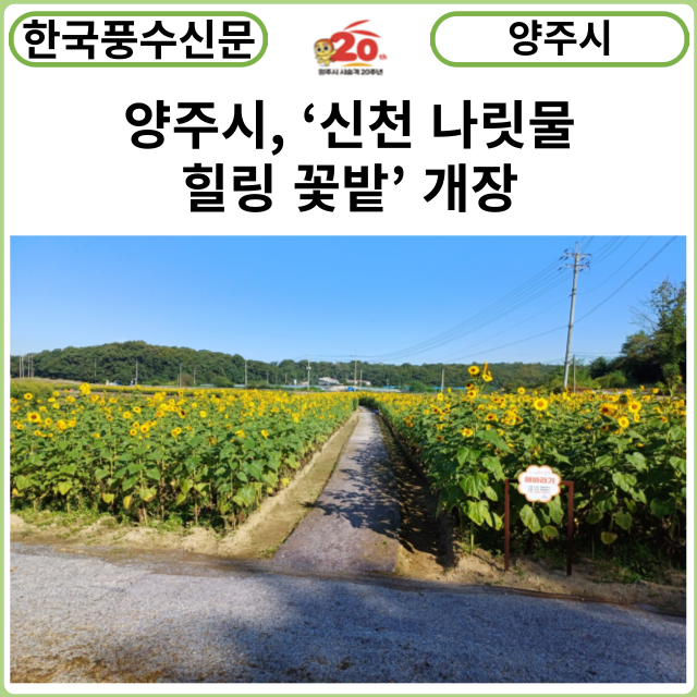 [카드뉴스] 양주시, ‘신천 나릿물 힐링 꽃밭’ 개장