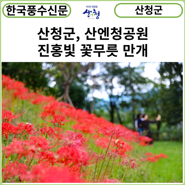 [카드뉴스] 산청군, 산엔청공원 진홍빛 꽃무릇 만개