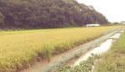 메기가 친환경 쌀을 재배한다고?, 유성구 송정동서 병해충 잡는 메기농법으로 고품질 친환경 쌀 생산 성공