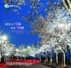 동두천, 자유수호 평화 박물관 벚꽃맞이 야간개장 실시