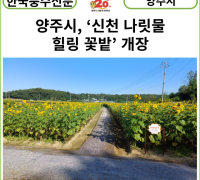 [카드뉴스] 양주시, ‘신천 나릿물 힐링 꽃밭’ 개장