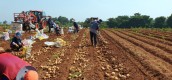 농심, 귀농 청년농부 재배 감자 230톤 구매