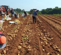 농심, 귀농 청년농부 재배 감자 230톤 구매