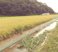 메기가 친환경 쌀을 재배한다고?, 유성구 송정동서 병해충 잡는 메기농법으로 고품질 친환경 쌀 생산 성공